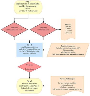 Genetically supported causality between gut microbiota and frailty: a two-sample Mendelian randomization study